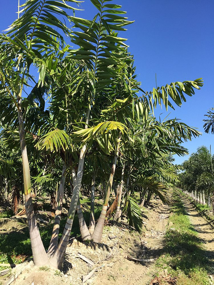 veitchia-arecina-veitchia-montgomeryana-montgomery-palm-veitchia-macdanielsii