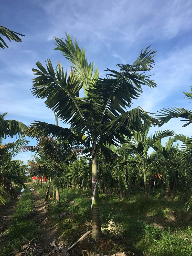 veitchia-arecina-veitchia-montgomeryana-montgomery-palm-veitchia-macdanielsii
