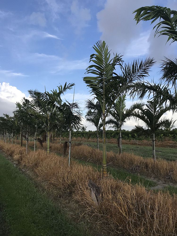 veitchia-arecina-veitchia-montgomeryana-montgomery-palm-veitchia-macdanielsii