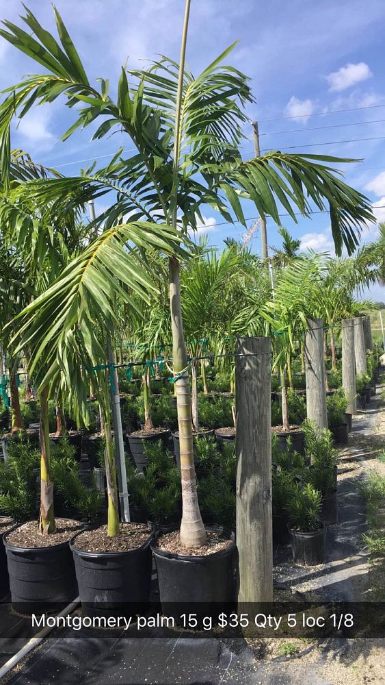 veitchia-arecina-veitchia-montgomeryana-montgomery-palm-veitchia-macdanielsii