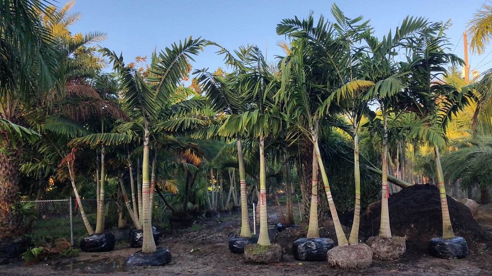 veitchia-arecina-veitchia-montgomeryana-montgomery-palm-veitchia-macdanielsii