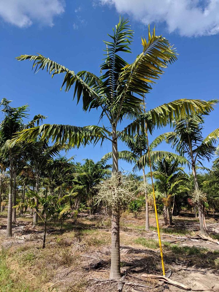 veitchia-arecina-veitchia-montgomeryana-montgomery-palm-veitchia-macdanielsii