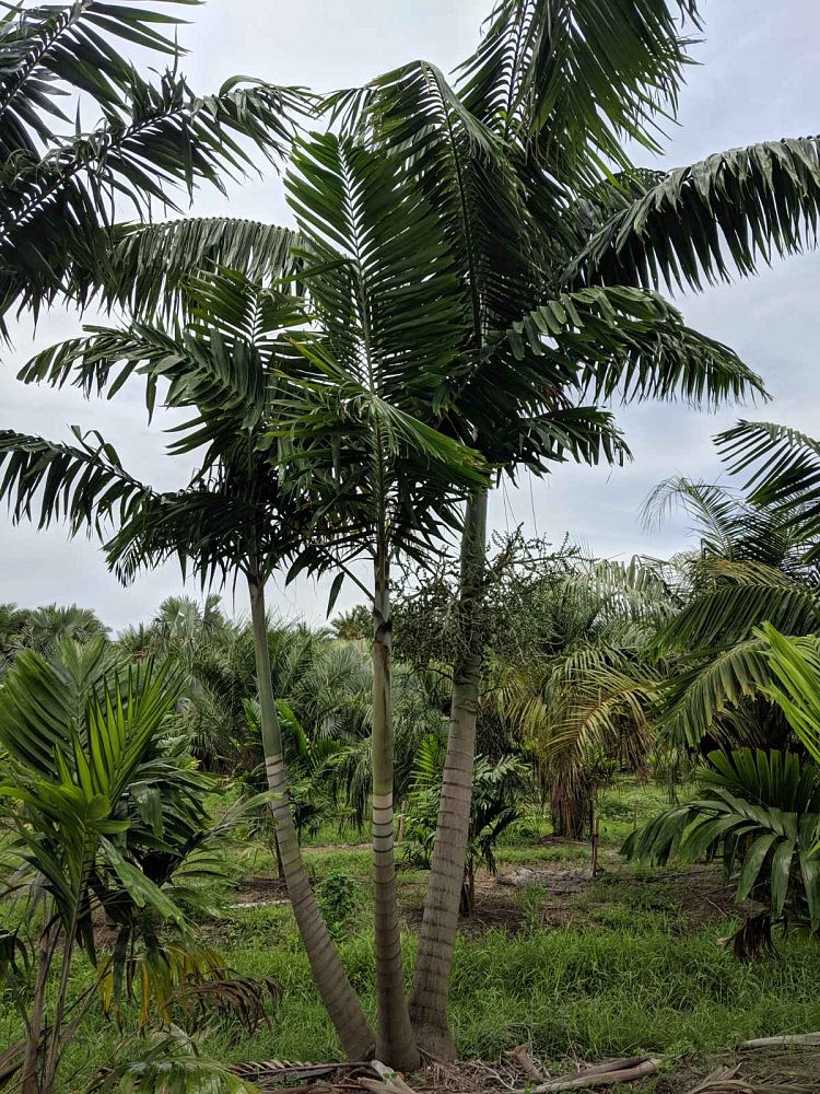 veitchia-arecina-veitchia-montgomeryana-montgomery-palm-veitchia-macdanielsii