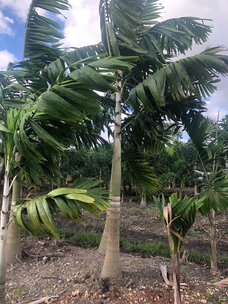veitchia-arecina-veitchia-montgomeryana-montgomery-palm-veitchia-macdanielsii