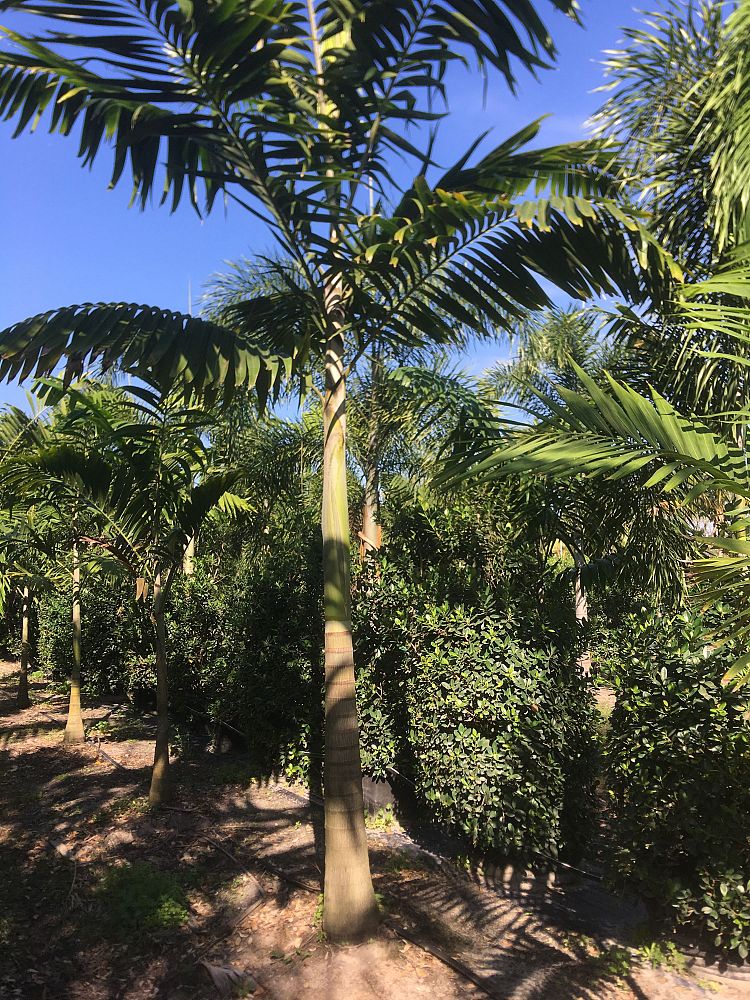 veitchia-arecina-veitchia-montgomeryana-montgomery-palm-veitchia-macdanielsii
