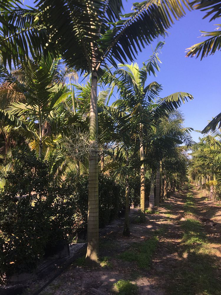 veitchia-arecina-veitchia-montgomeryana-montgomery-palm-veitchia-macdanielsii