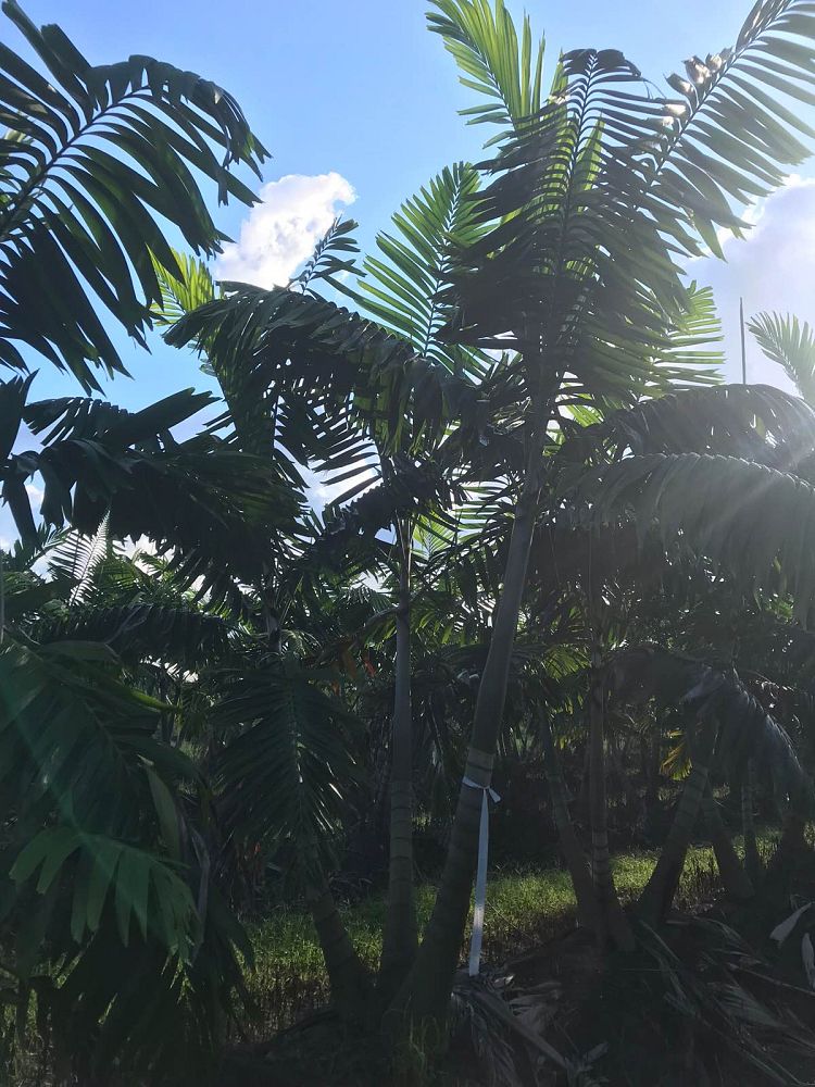veitchia-arecina-veitchia-montgomeryana-montgomery-palm-veitchia-macdanielsii