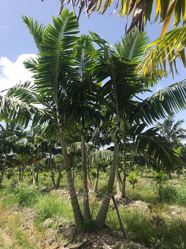 veitchia-arecina-veitchia-montgomeryana-montgomery-palm-veitchia-macdanielsii