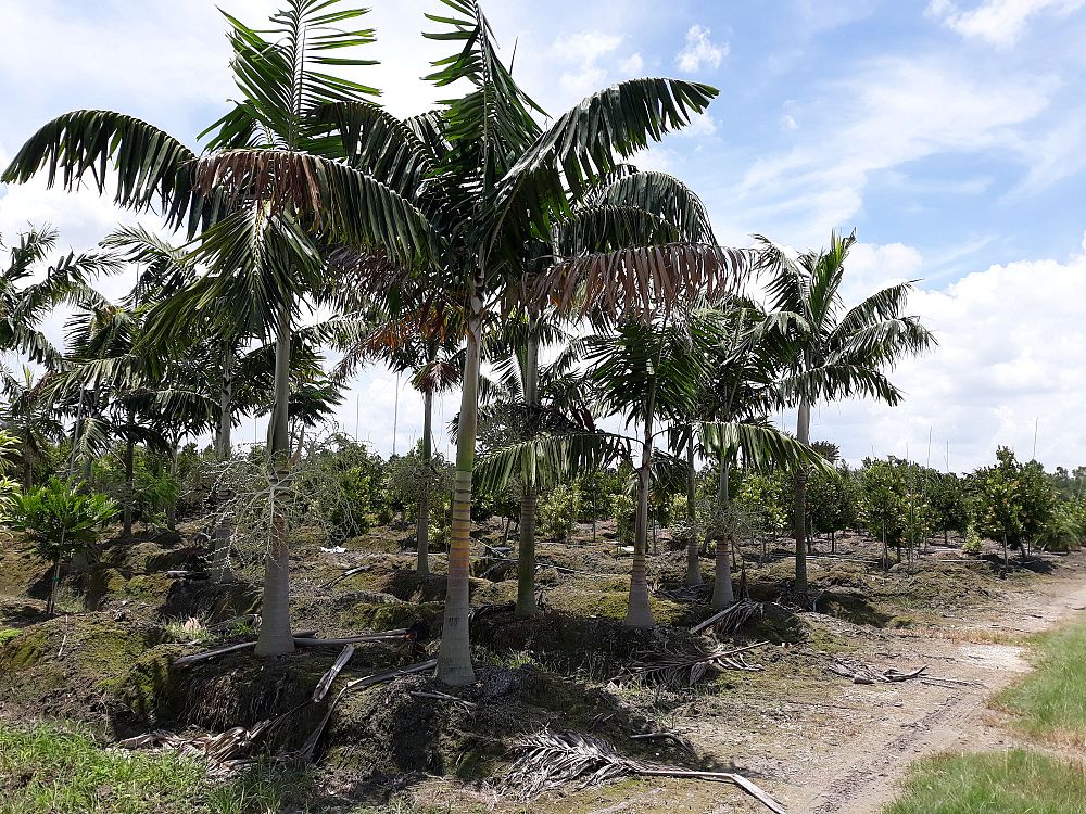 veitchia-arecina-veitchia-montgomeryana-montgomery-palm-veitchia-macdanielsii
