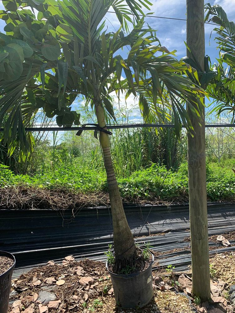 veitchia-arecina-veitchia-montgomeryana-montgomery-palm-veitchia-macdanielsii