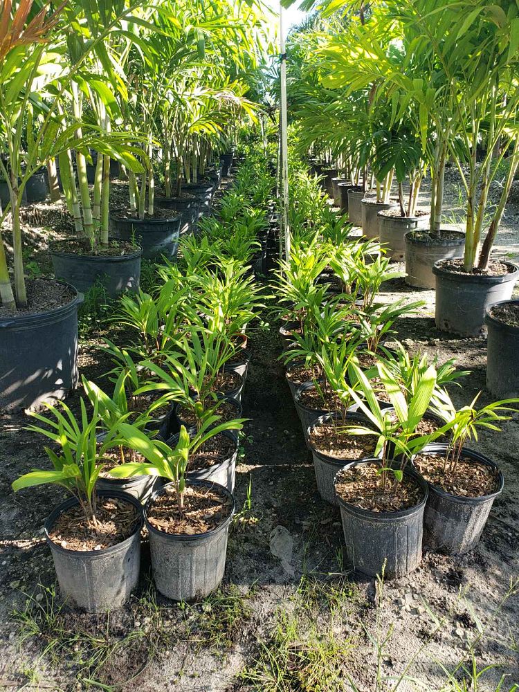 veitchia-arecina-veitchia-montgomeryana-montgomery-palm-veitchia-macdanielsii