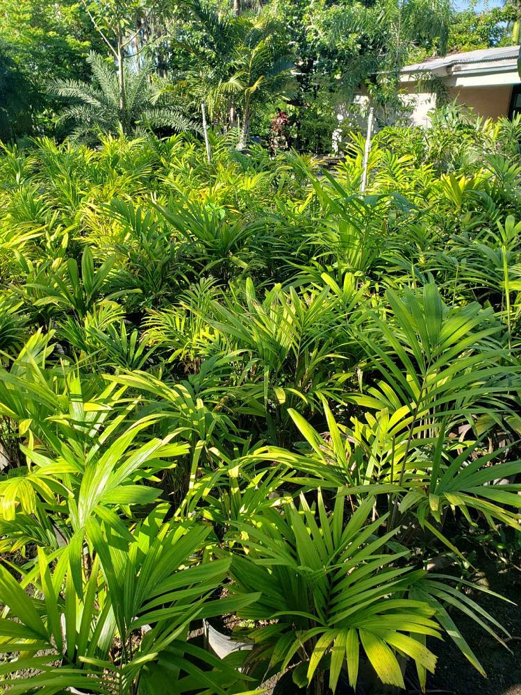 veitchia-arecina-veitchia-montgomeryana-montgomery-palm-veitchia-macdanielsii