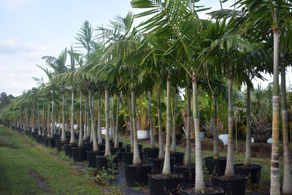 veitchia-arecina-veitchia-montgomeryana-montgomery-palm-veitchia-macdanielsii