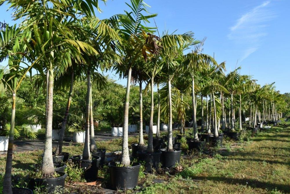 veitchia-arecina-veitchia-montgomeryana-montgomery-palm-veitchia-macdanielsii