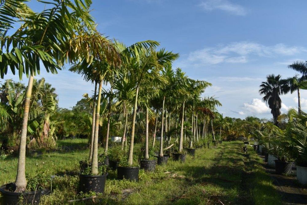 veitchia-arecina-veitchia-montgomeryana-montgomery-palm-veitchia-macdanielsii