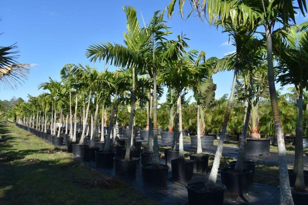 veitchia-arecina-veitchia-montgomeryana-montgomery-palm-veitchia-macdanielsii