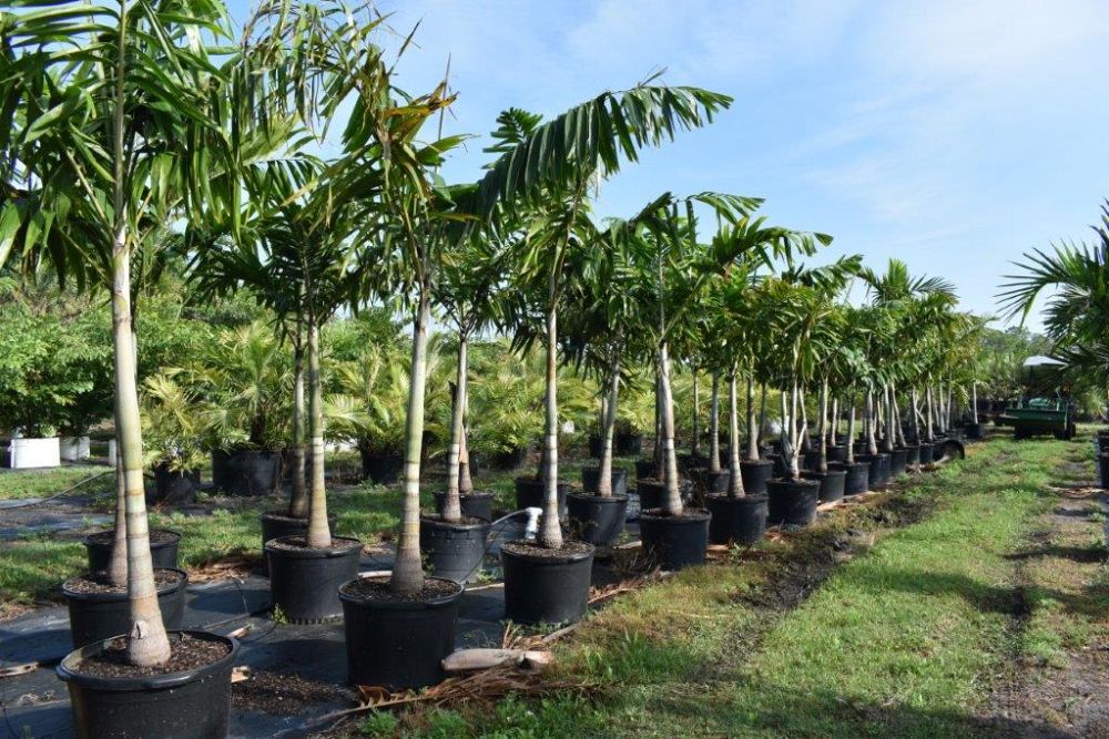 veitchia-arecina-veitchia-montgomeryana-montgomery-palm-veitchia-macdanielsii