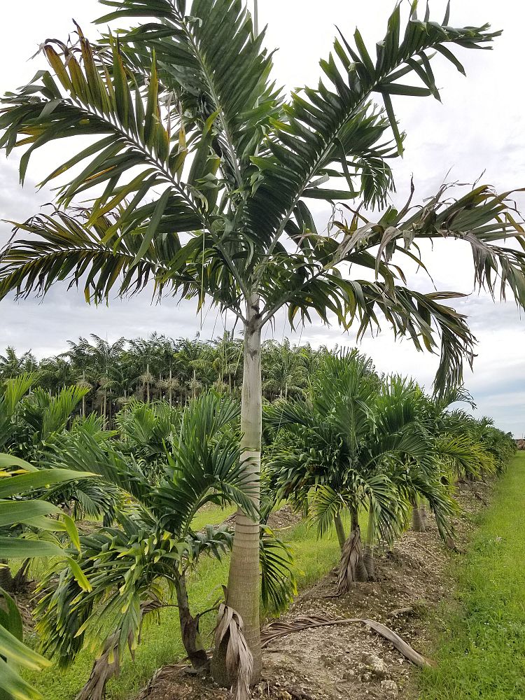 veitchia-arecina-veitchia-montgomeryana-montgomery-palm-veitchia-macdanielsii