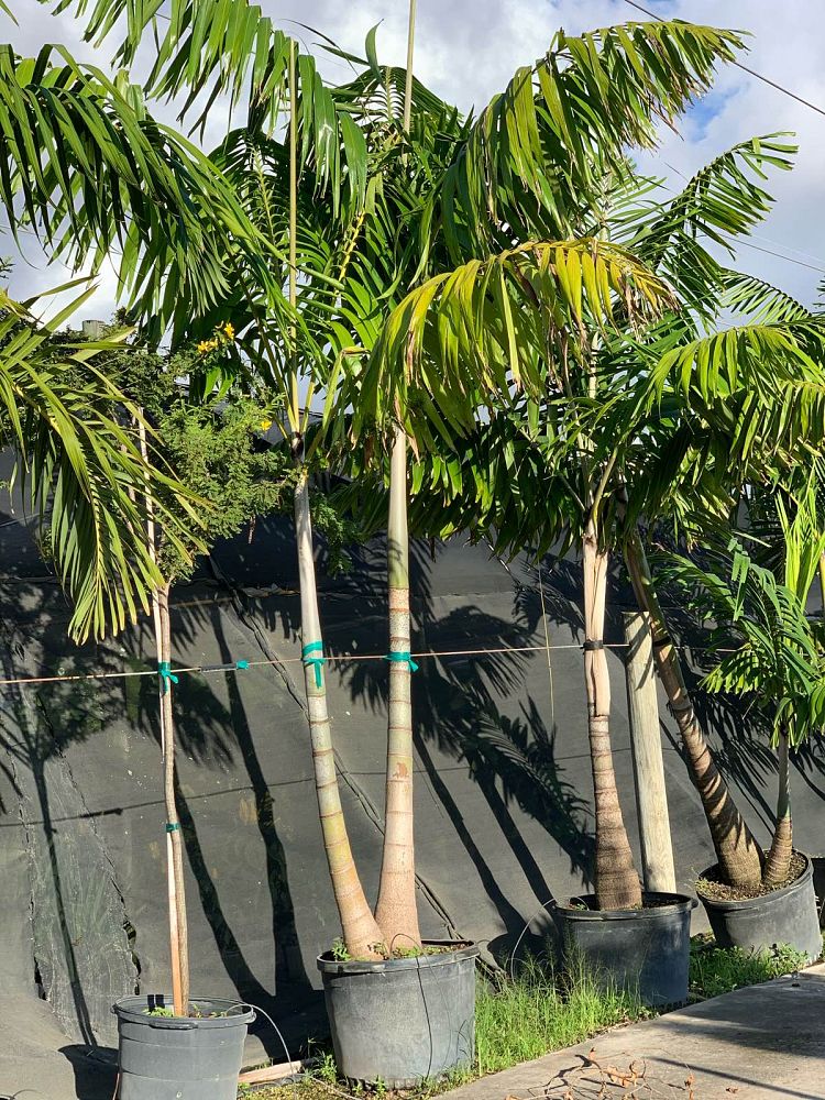 veitchia-arecina-veitchia-montgomeryana-montgomery-palm-veitchia-macdanielsii