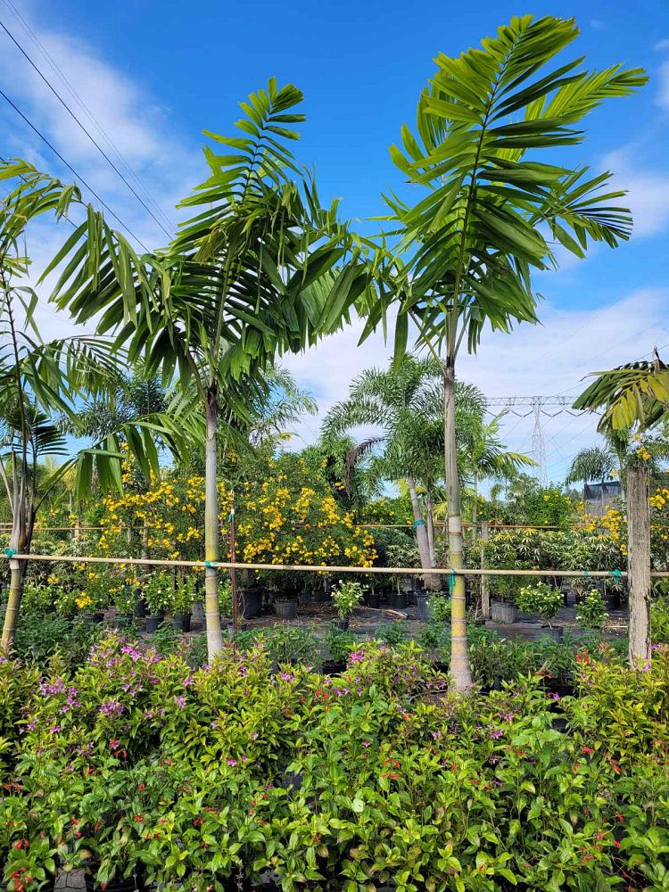 veitchia-arecina-veitchia-montgomeryana-montgomery-palm-veitchia-macdanielsii