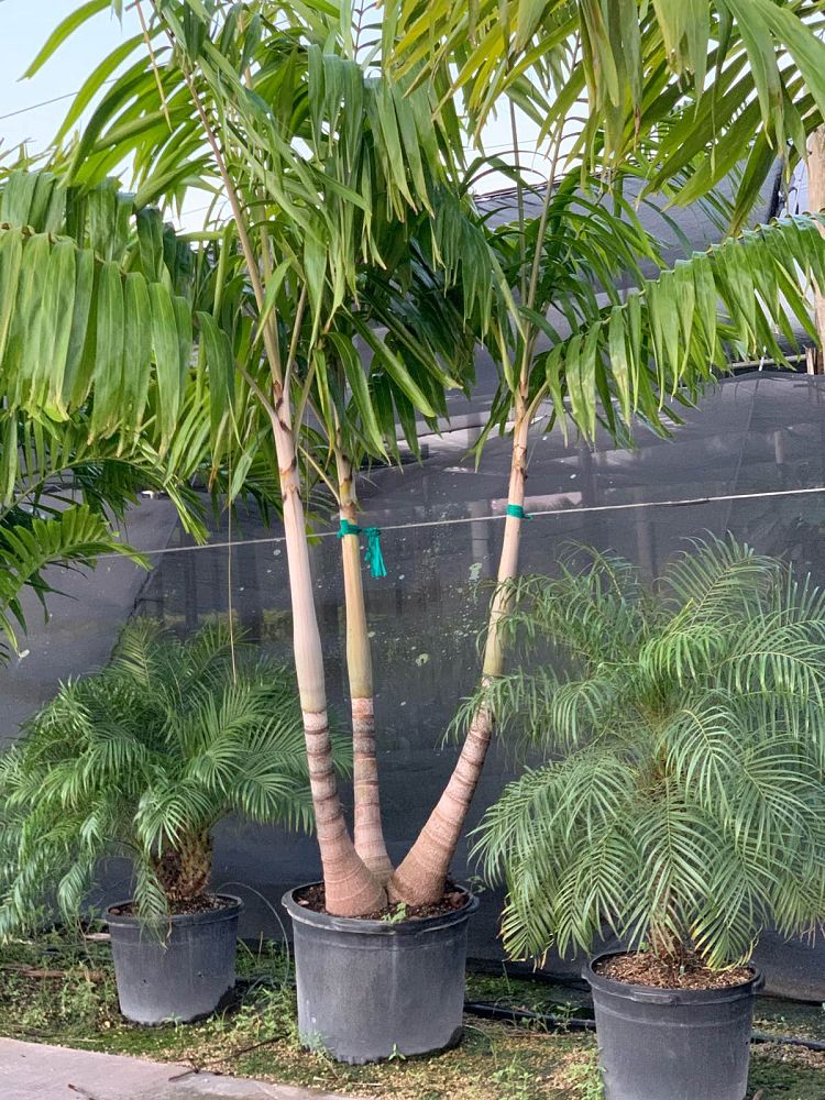 veitchia-arecina-veitchia-montgomeryana-montgomery-palm-veitchia-macdanielsii