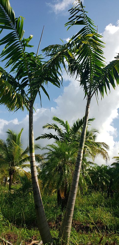 veitchia-arecina-veitchia-montgomeryana-montgomery-palm-veitchia-macdanielsii