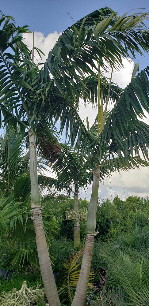 veitchia-arecina-veitchia-montgomeryana-montgomery-palm-veitchia-macdanielsii