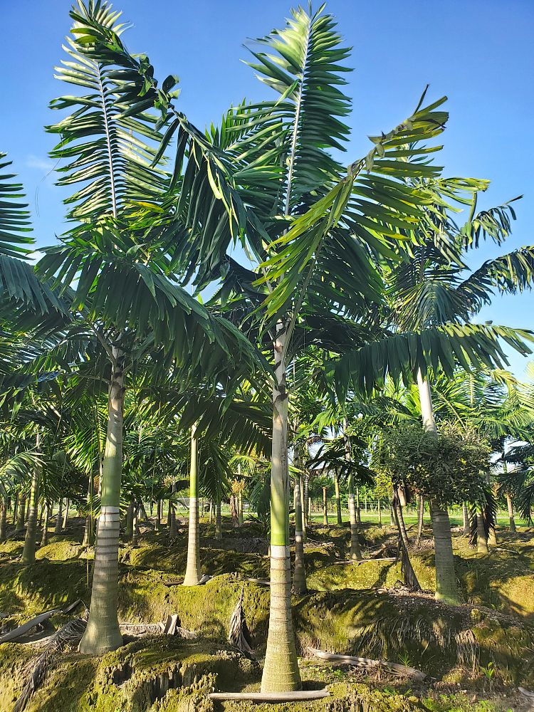 veitchia-arecina-veitchia-montgomeryana-montgomery-palm-veitchia-macdanielsii