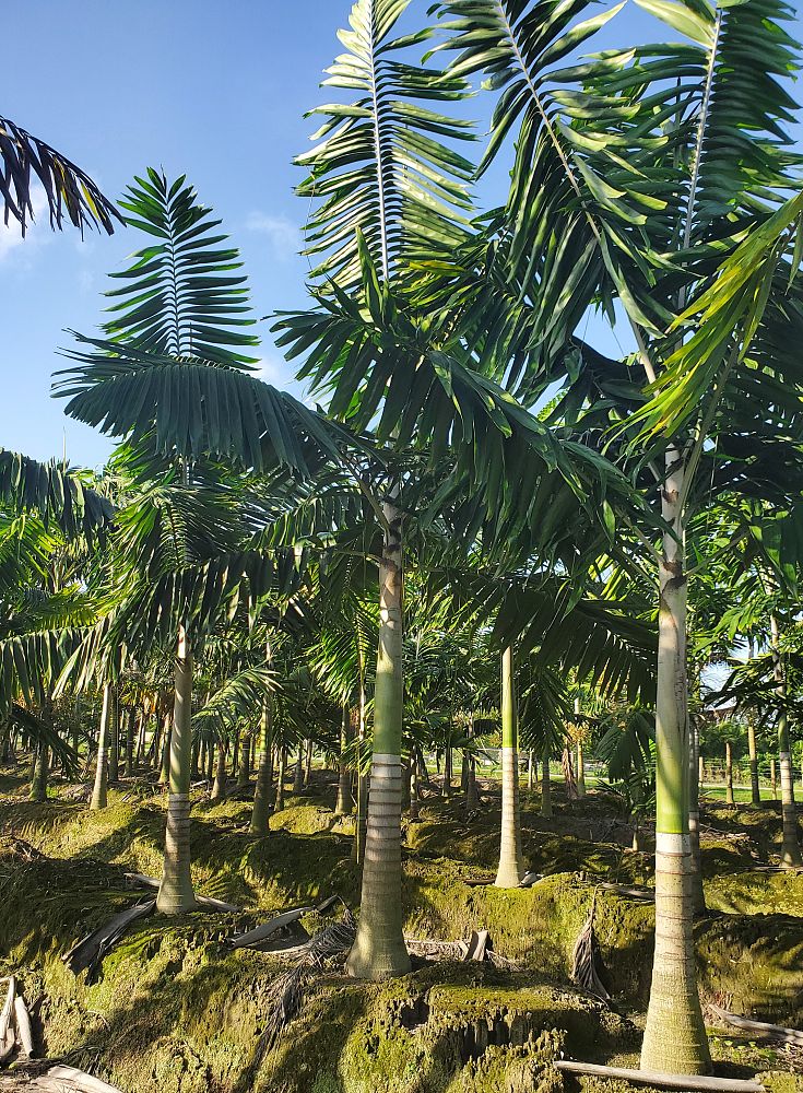 veitchia-arecina-veitchia-montgomeryana-montgomery-palm-veitchia-macdanielsii