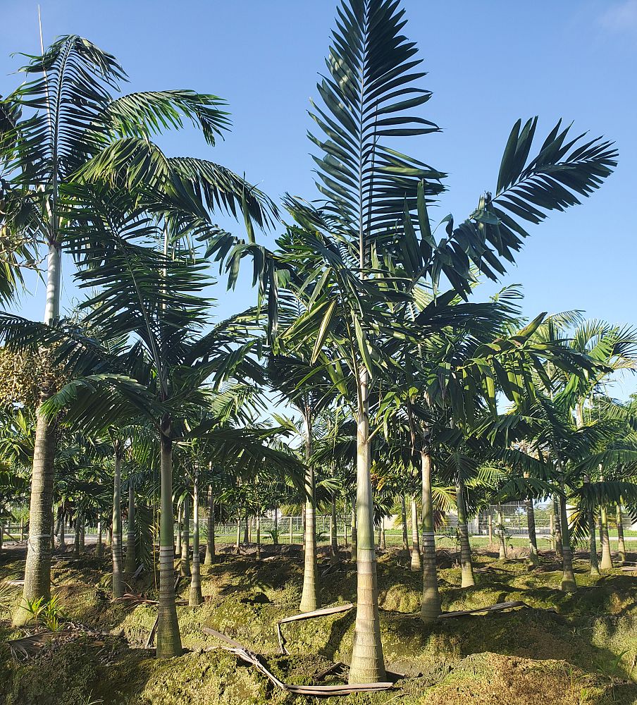 veitchia-arecina-veitchia-montgomeryana-montgomery-palm-veitchia-macdanielsii