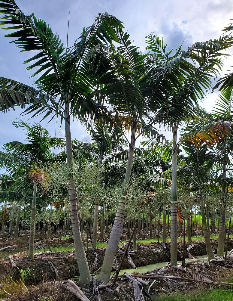 veitchia-arecina-veitchia-montgomeryana-montgomery-palm-veitchia-macdanielsii