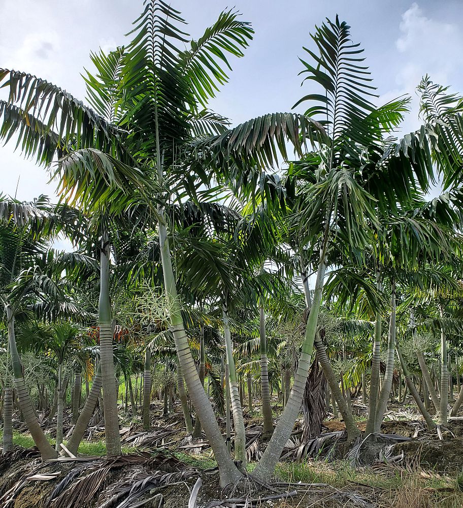 veitchia-arecina-veitchia-montgomeryana-montgomery-palm-veitchia-macdanielsii