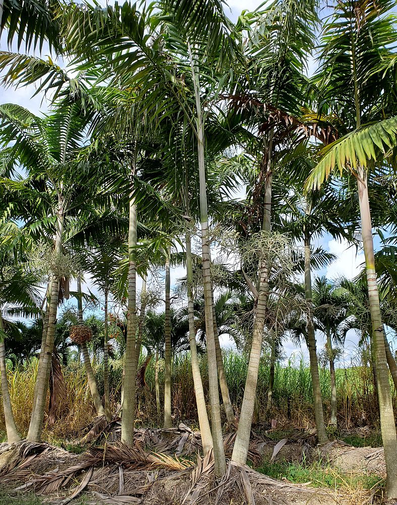 veitchia-arecina-veitchia-montgomeryana-montgomery-palm-veitchia-macdanielsii