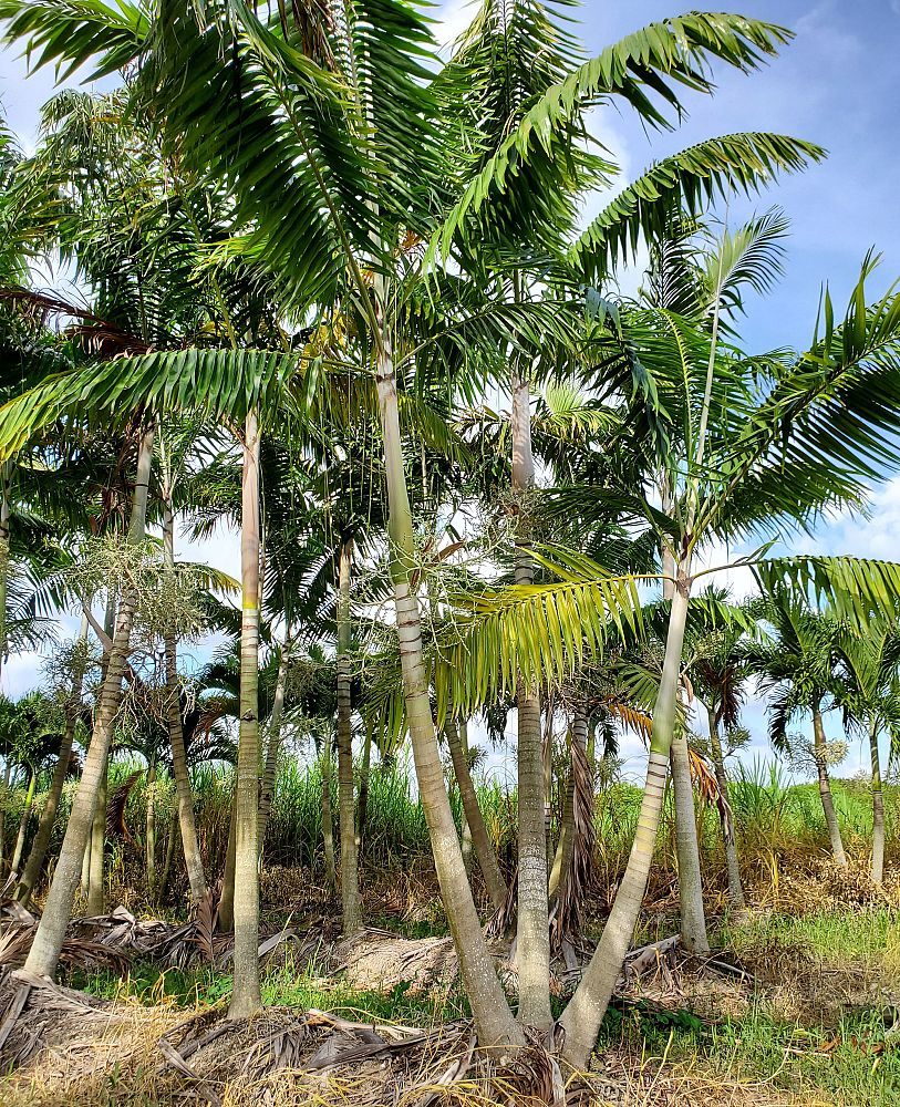 veitchia-arecina-veitchia-montgomeryana-montgomery-palm-veitchia-macdanielsii