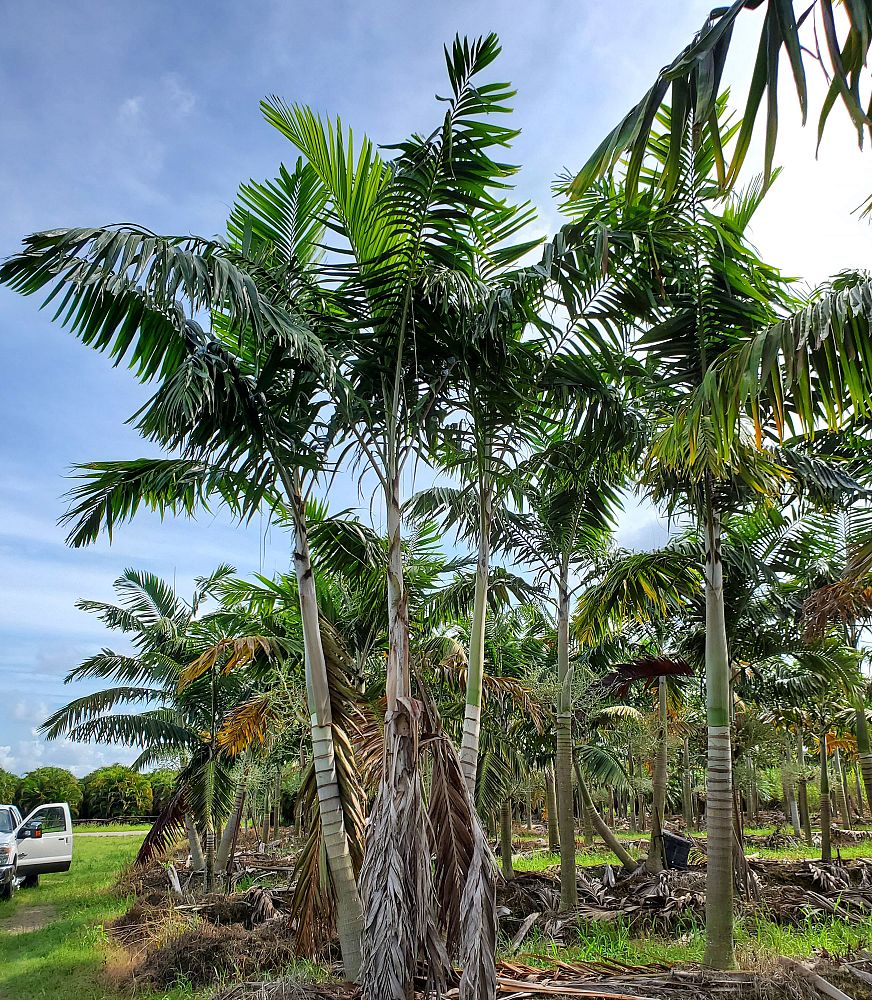 veitchia-arecina-veitchia-montgomeryana-montgomery-palm-veitchia-macdanielsii