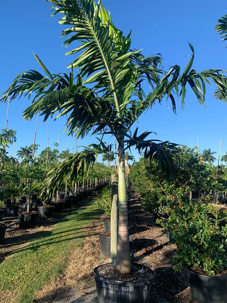 veitchia-arecina-veitchia-montgomeryana-montgomery-palm-veitchia-macdanielsii