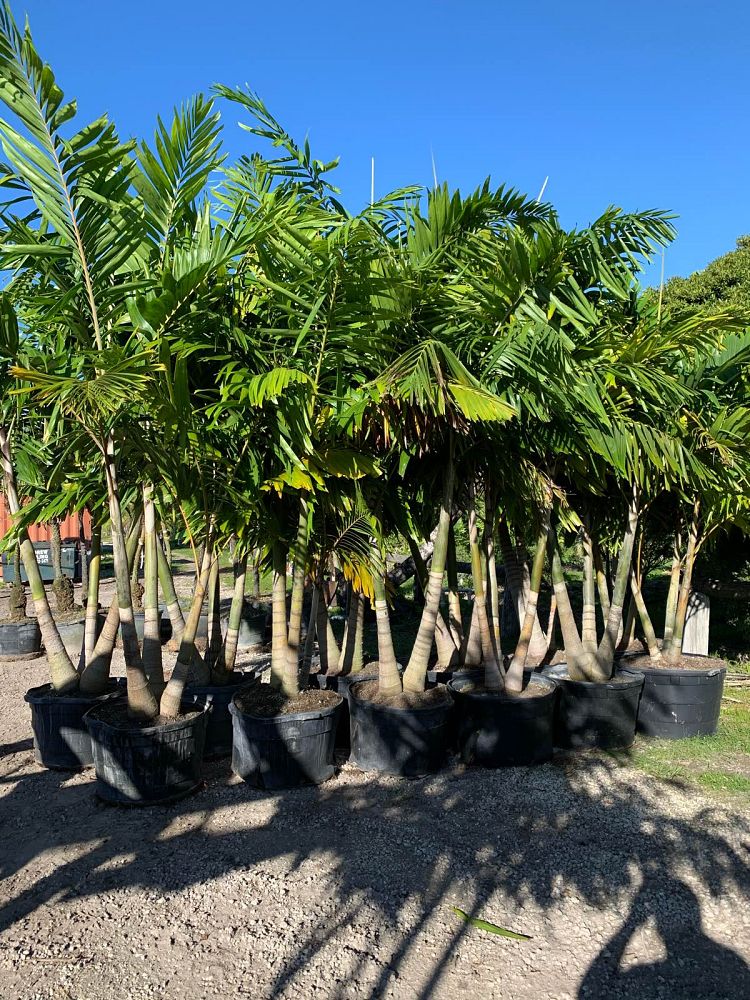 veitchia-arecina-veitchia-montgomeryana-montgomery-palm-veitchia-macdanielsii
