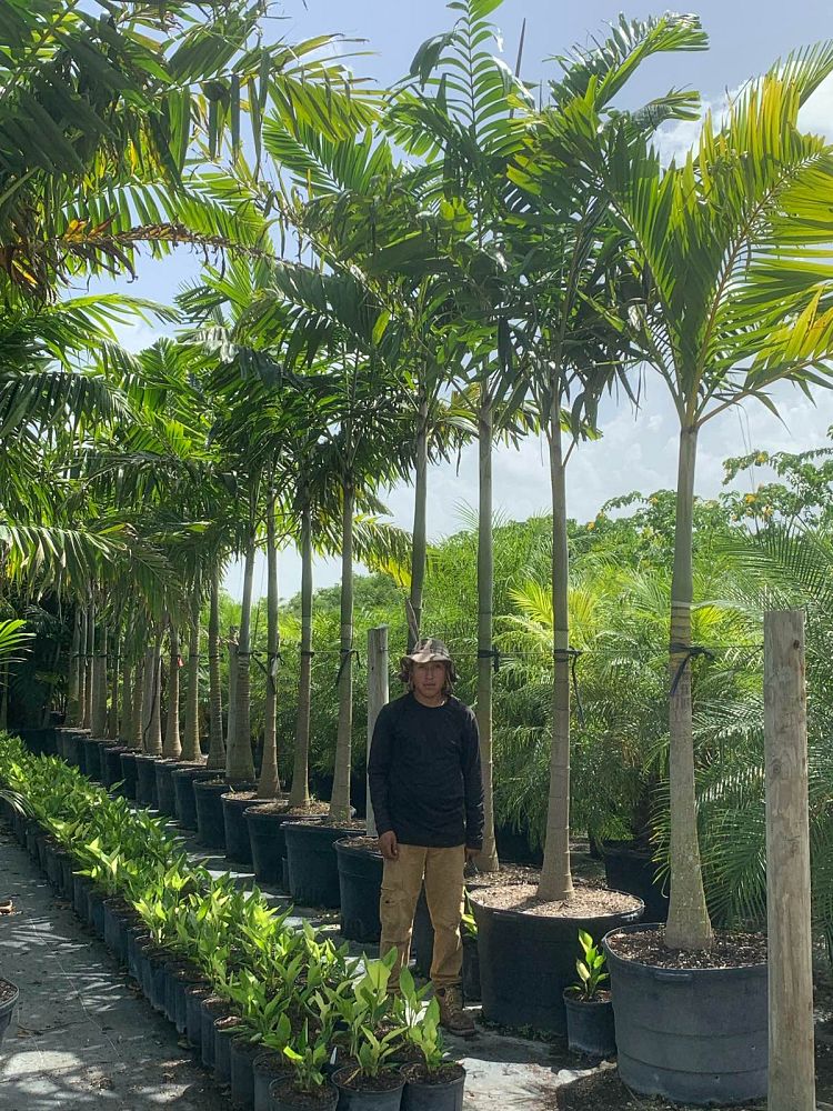 veitchia-arecina-veitchia-montgomeryana-montgomery-palm-veitchia-macdanielsii