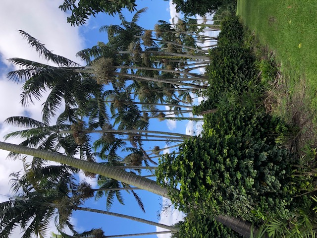 veitchia-arecina-veitchia-montgomeryana-montgomery-palm-veitchia-macdanielsii
