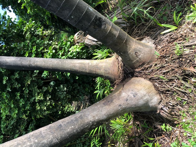 veitchia-arecina-veitchia-montgomeryana-montgomery-palm-veitchia-macdanielsii