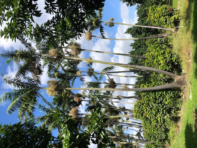 veitchia-arecina-veitchia-montgomeryana-montgomery-palm-veitchia-macdanielsii