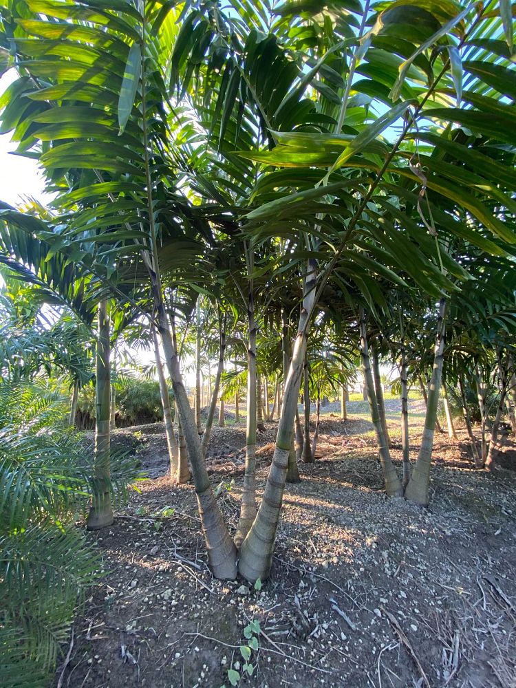 veitchia-arecina-veitchia-montgomeryana-montgomery-palm-veitchia-macdanielsii