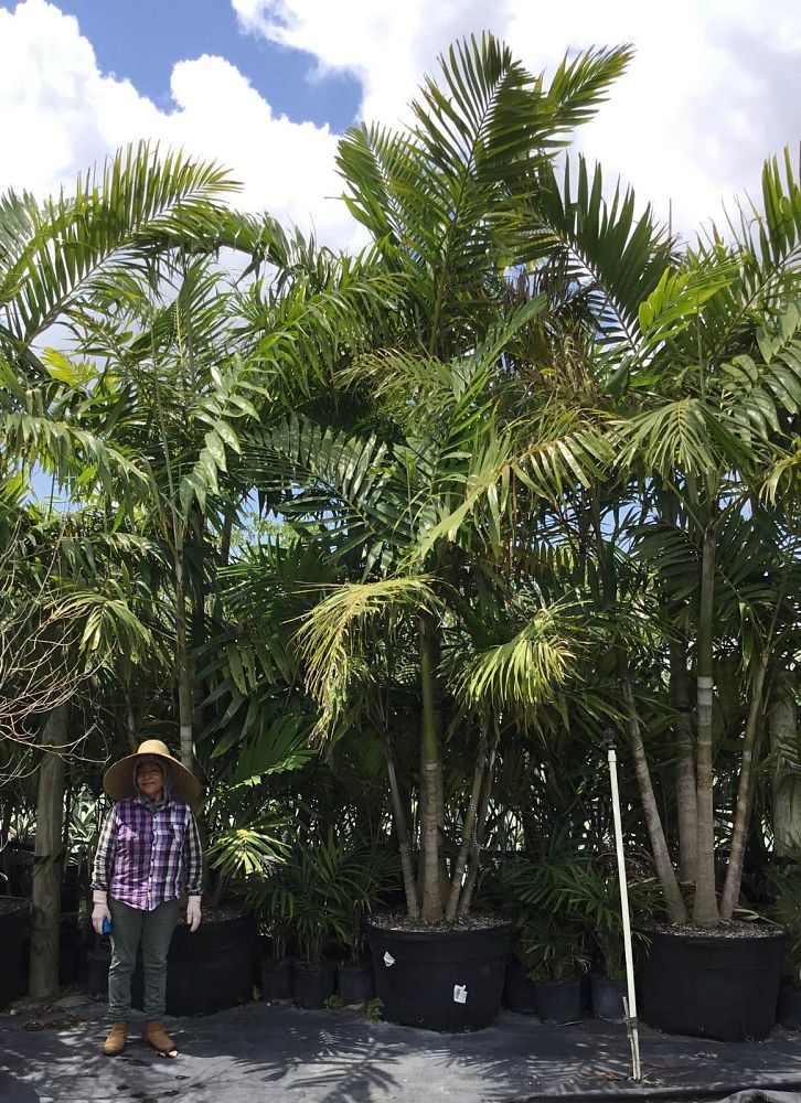 veitchia-arecina-veitchia-montgomeryana-montgomery-palm-veitchia-macdanielsii