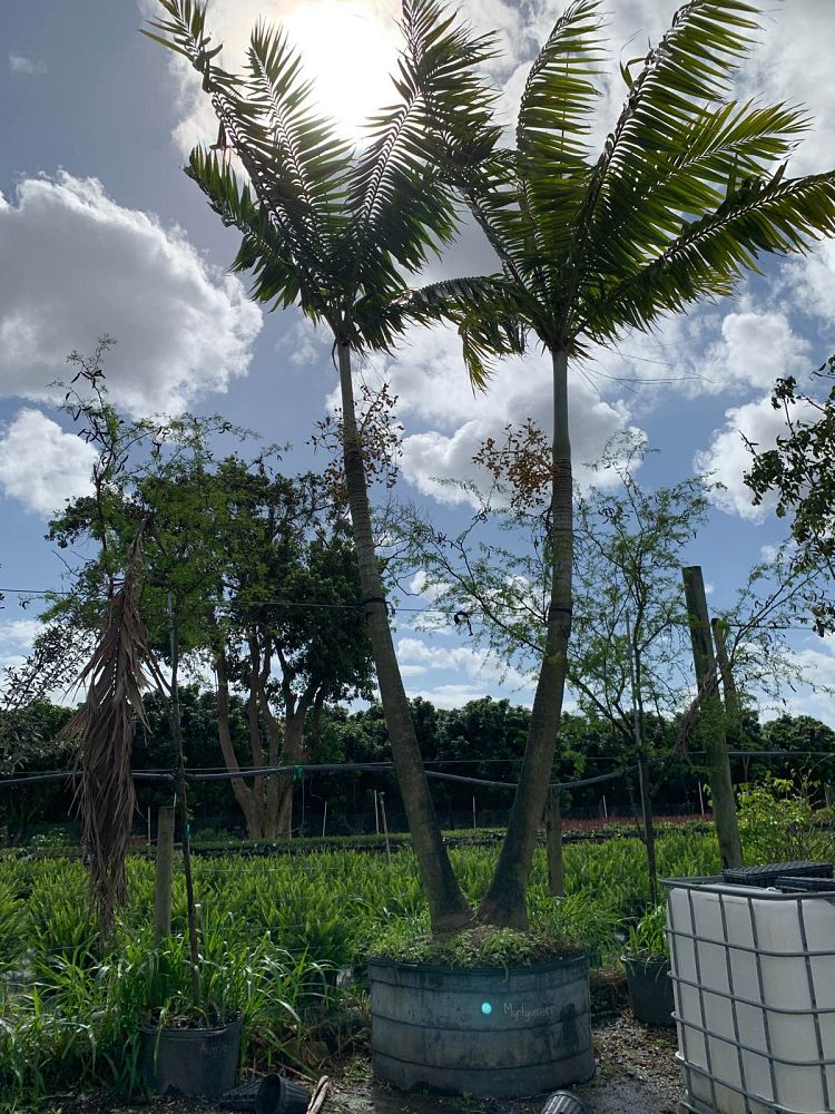 veitchia-arecina-veitchia-montgomeryana-montgomery-palm-veitchia-macdanielsii