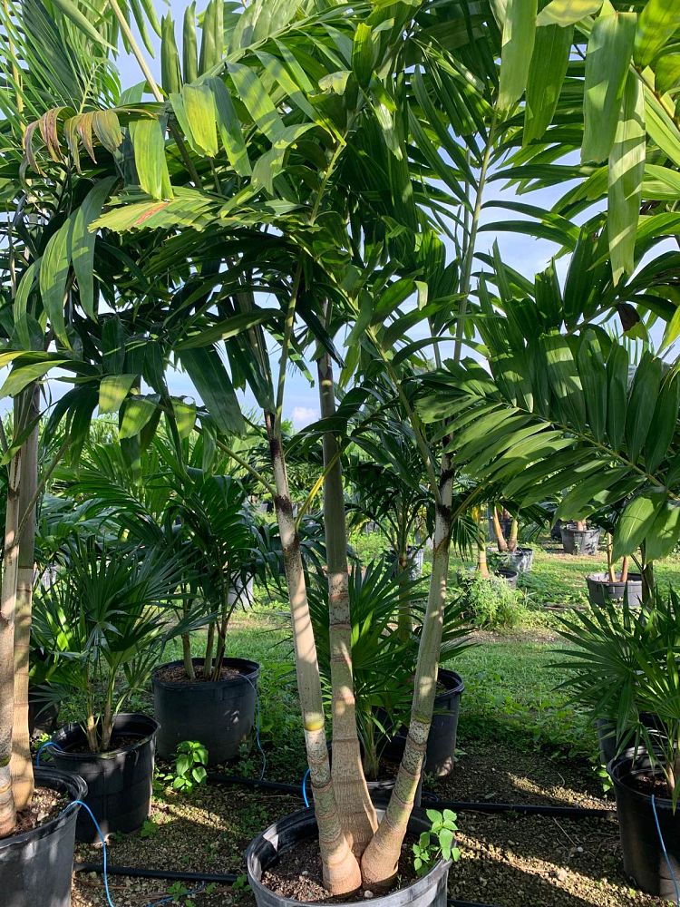 veitchia-arecina-veitchia-montgomeryana-montgomery-palm-veitchia-macdanielsii