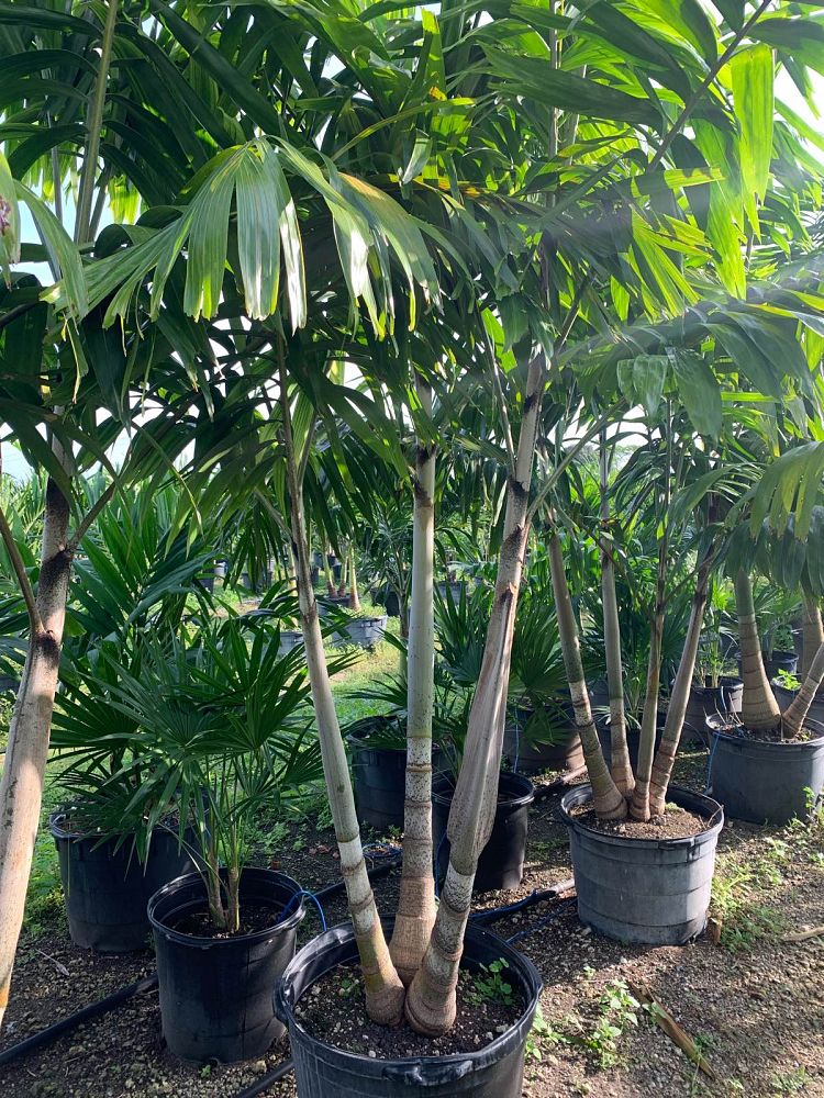 veitchia-arecina-veitchia-montgomeryana-montgomery-palm-veitchia-macdanielsii
