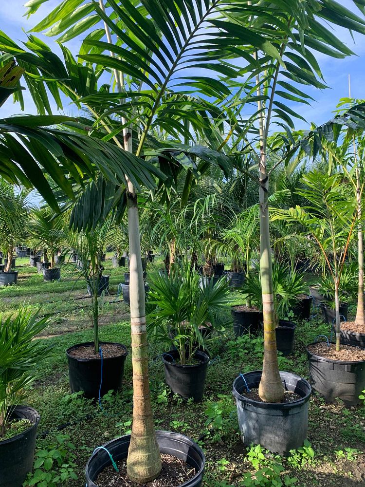 veitchia-arecina-veitchia-montgomeryana-montgomery-palm-veitchia-macdanielsii