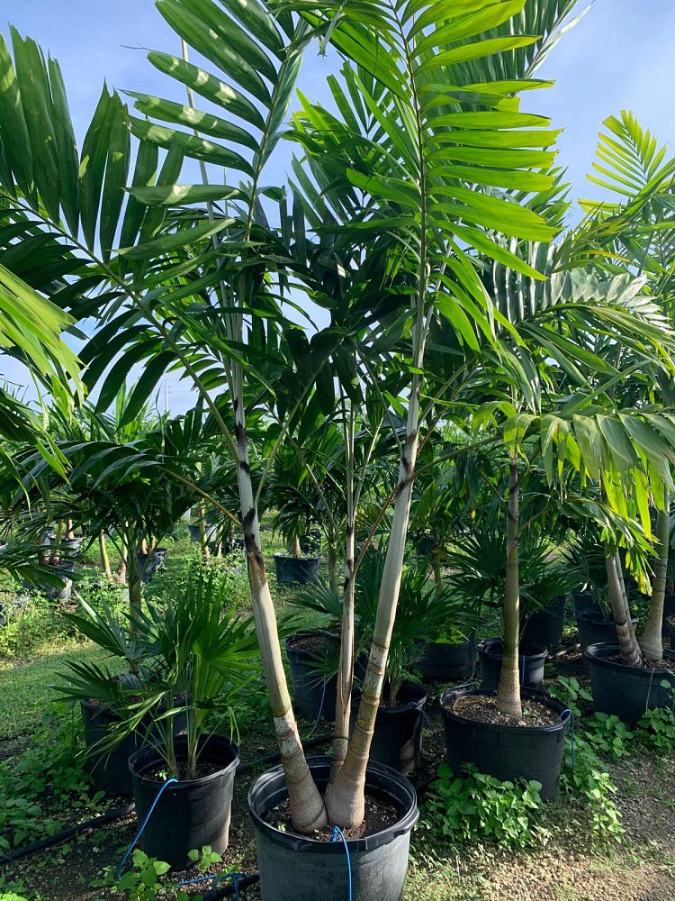 veitchia-arecina-veitchia-montgomeryana-montgomery-palm-veitchia-macdanielsii