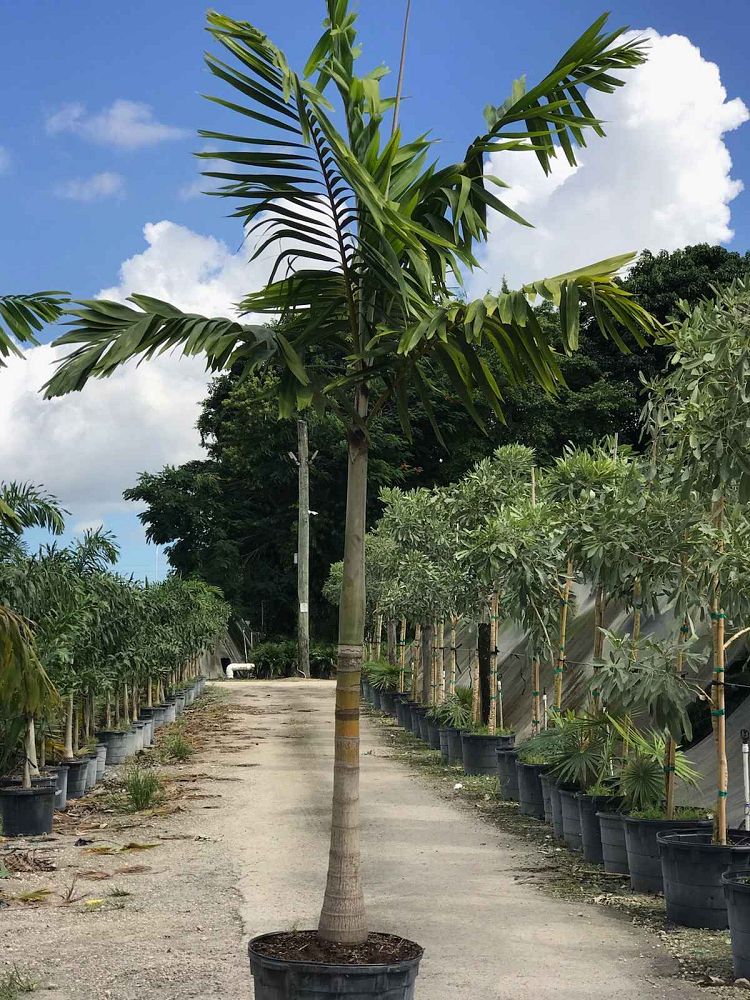 veitchia-arecina-veitchia-montgomeryana-montgomery-palm-veitchia-macdanielsii