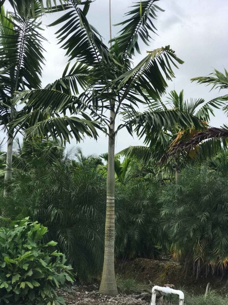 veitchia-arecina-veitchia-montgomeryana-montgomery-palm-veitchia-macdanielsii